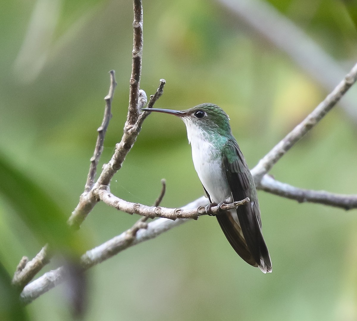 White-bellied Emerald - ML616251935