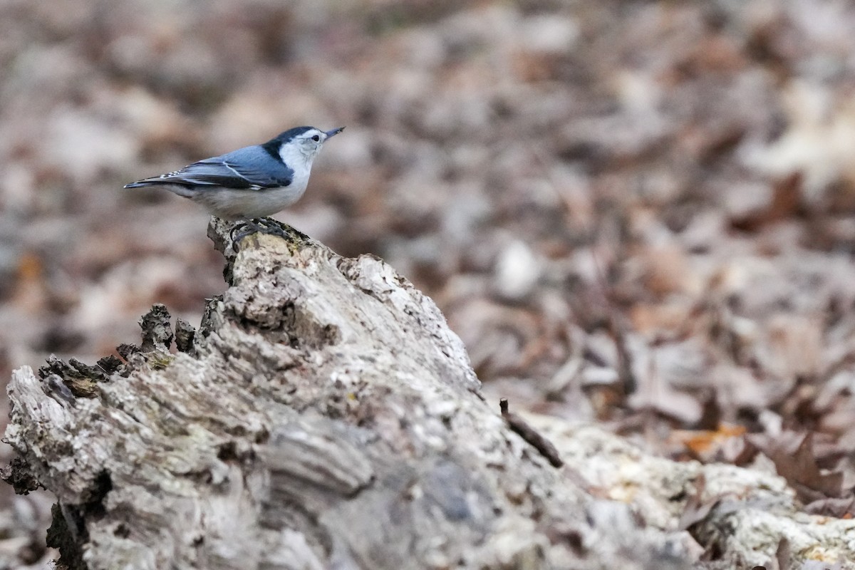 White-breasted Nuthatch - ML616251963