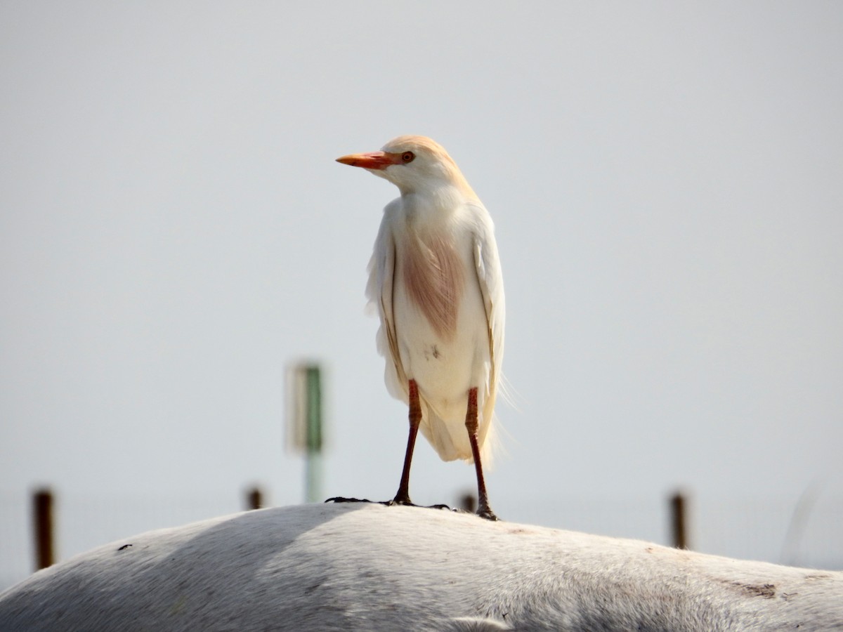 Египетская цапля (ibis) - ML616251984