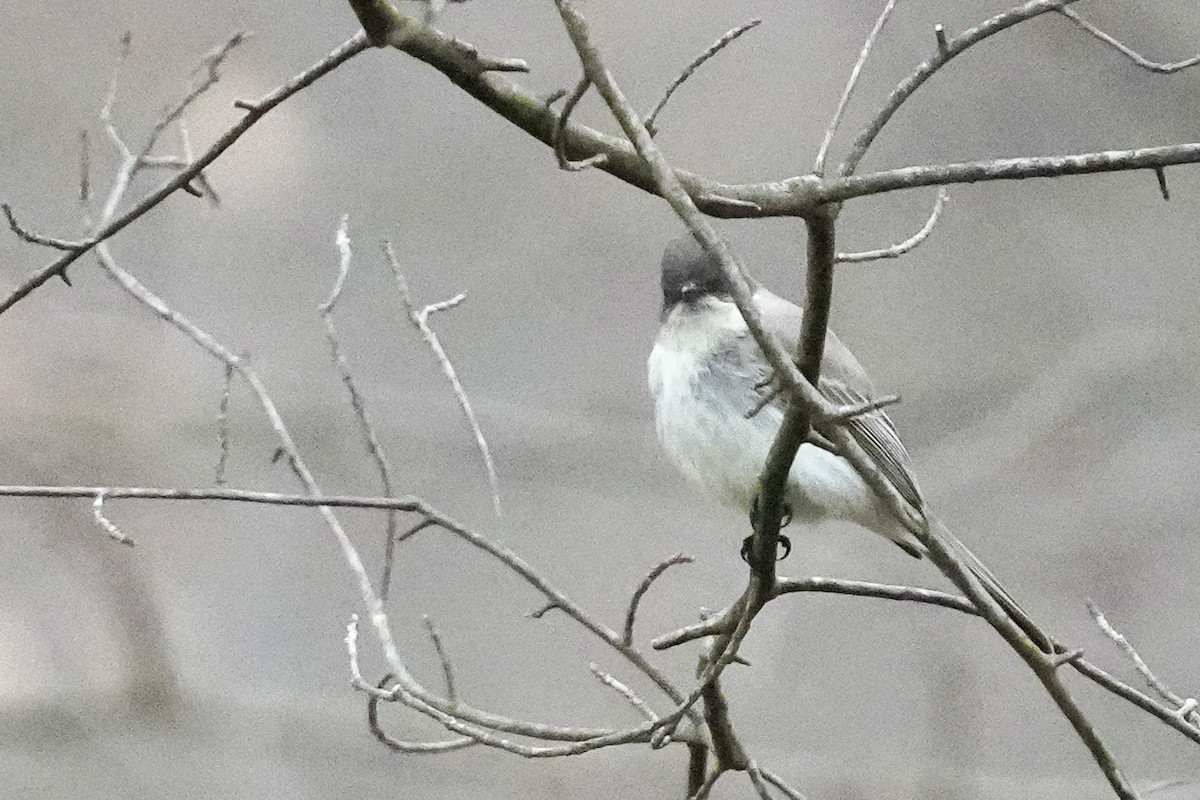 Eastern Phoebe - ML616252009