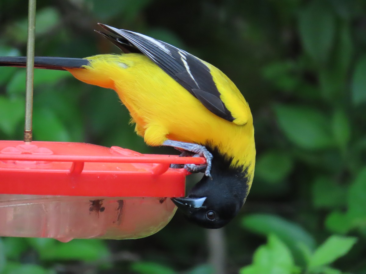 Audubon's Oriole - ML616252043