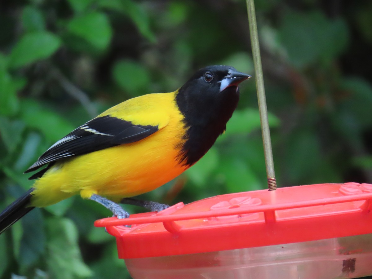 Audubon's Oriole - ML616252044