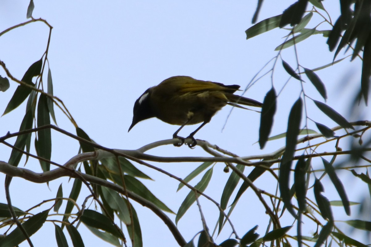 White-eared Honeyeater - ML616252049