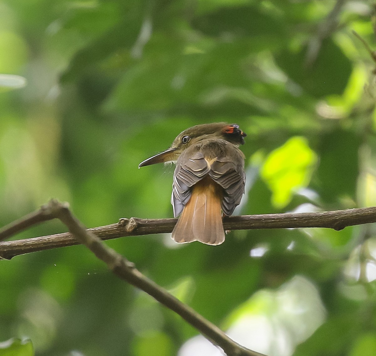 Tropical Royal Flycatcher (Northern) - ML616252056