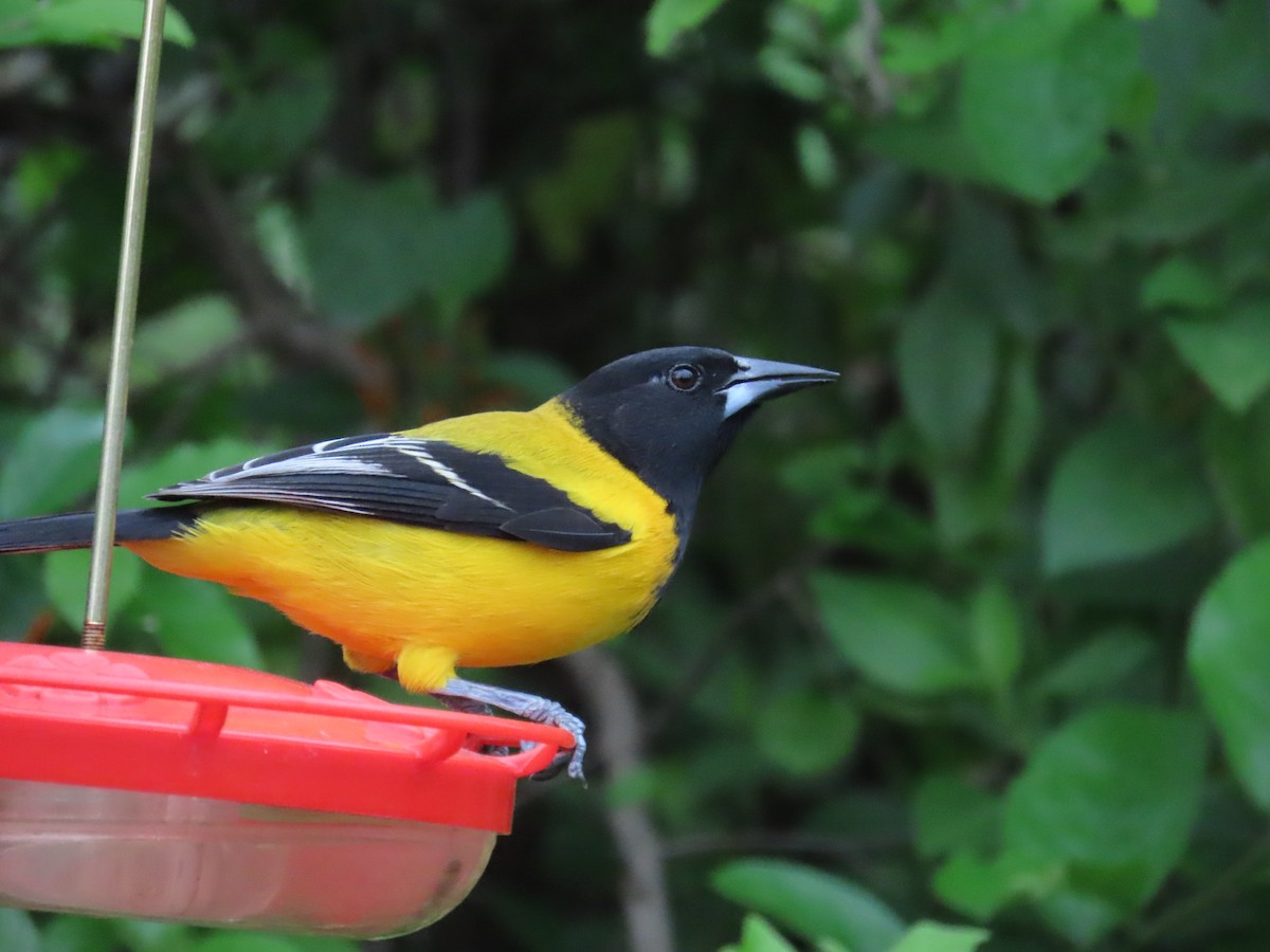 Audubon's Oriole - ML616252058