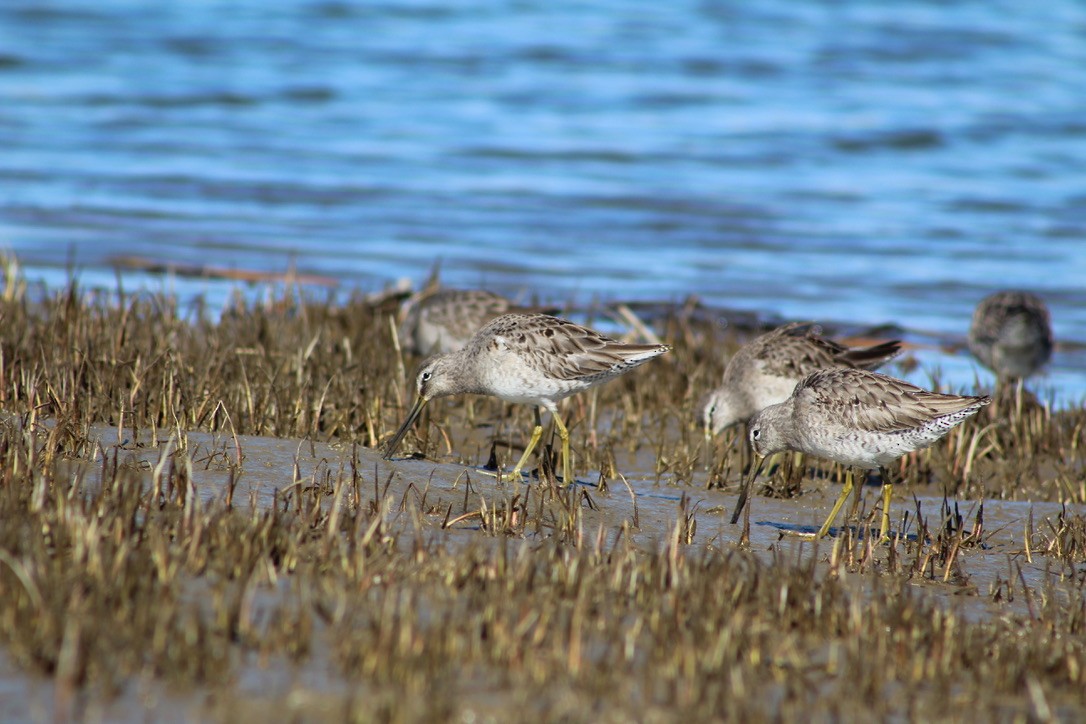 Long-billed Dowitcher - ML616252080