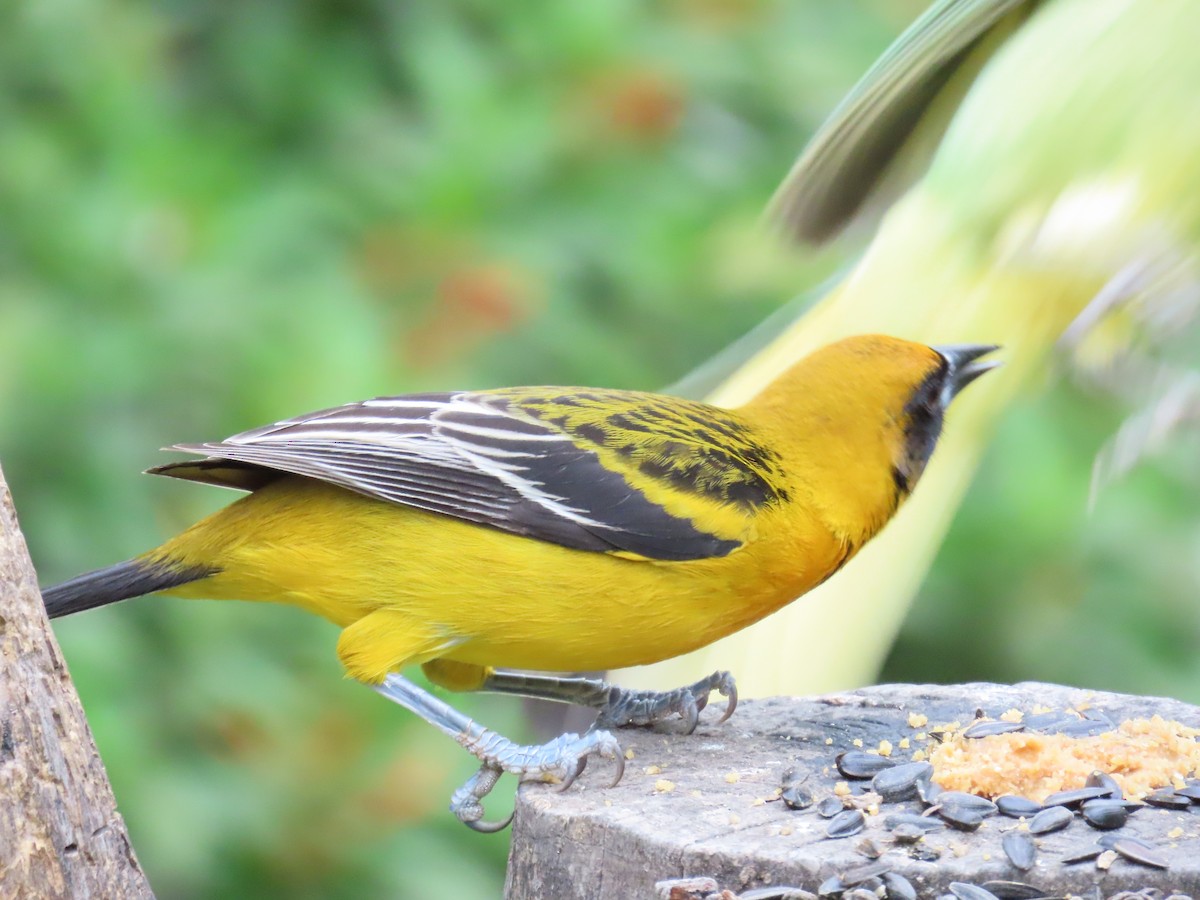 Altamira x Audubon's Oriole (hybrid) - ML616252088