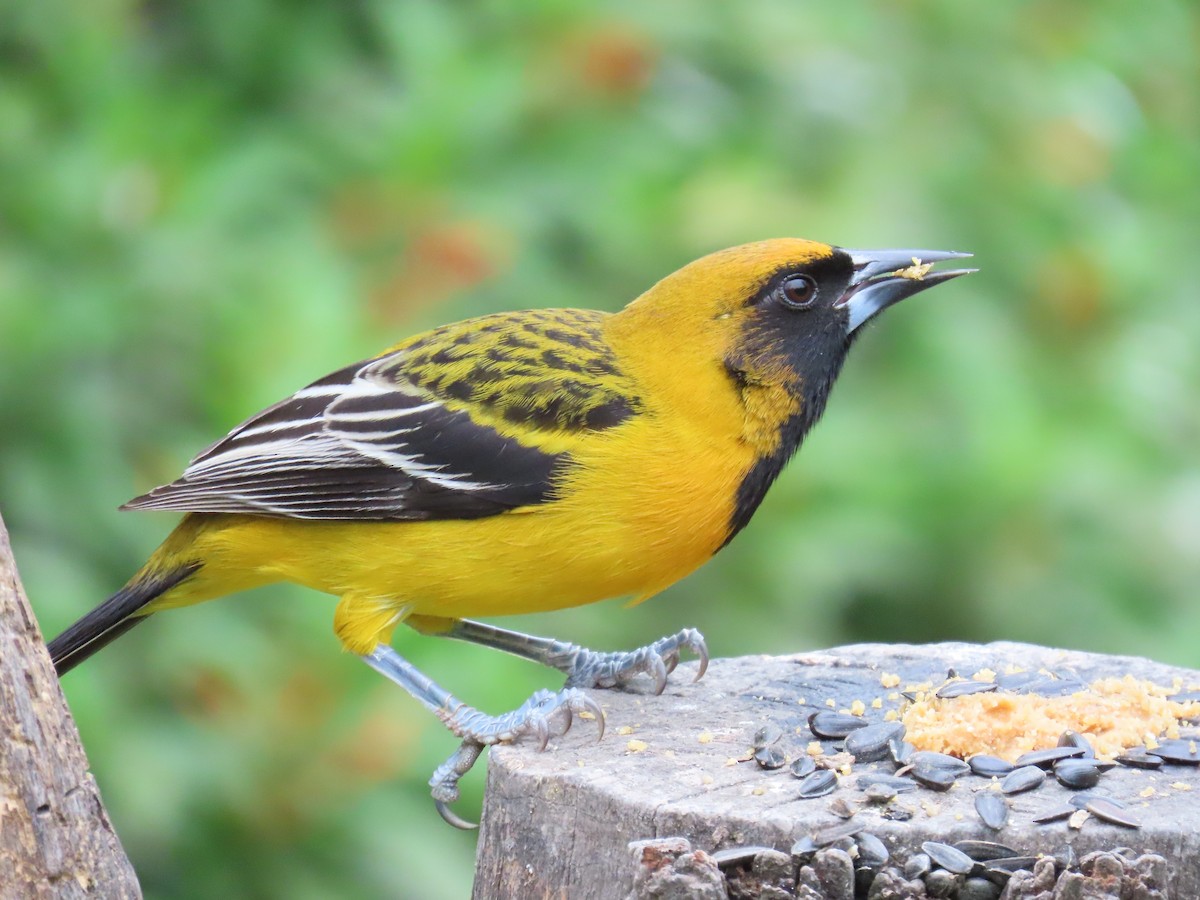 Altamira x Audubon's Oriole (hybrid) - ML616252091