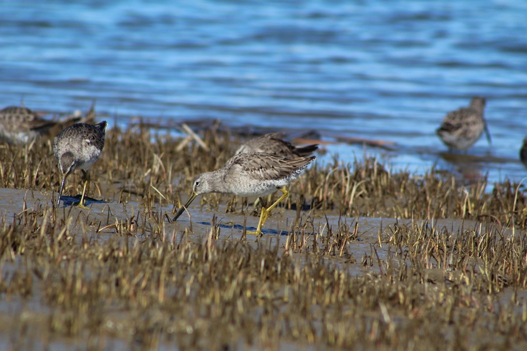 Long-billed Dowitcher - ML616252095