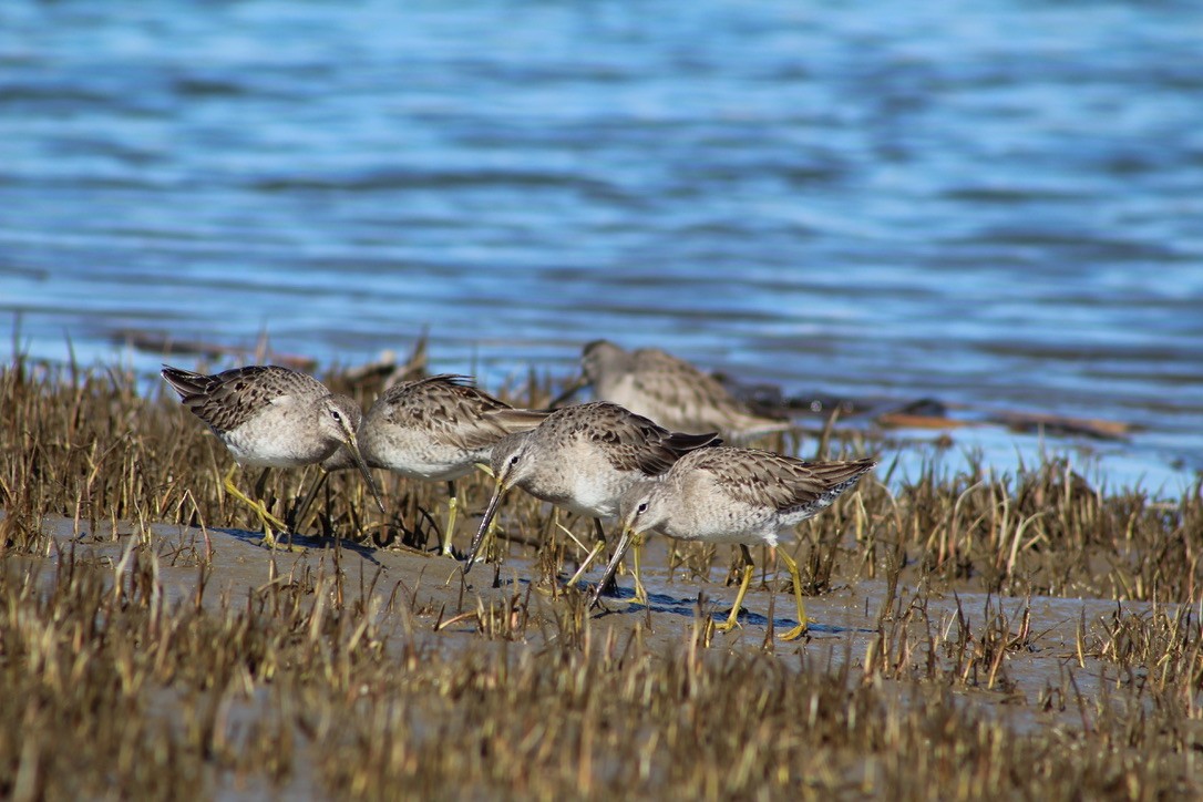 Long-billed Dowitcher - ML616252116