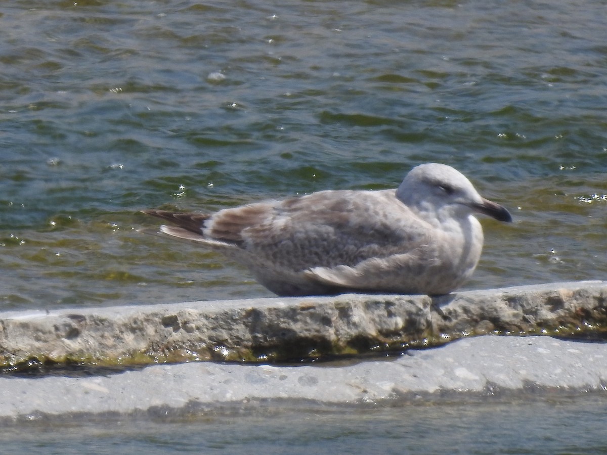 goéland sp. (Larus sp.) - ML616252127