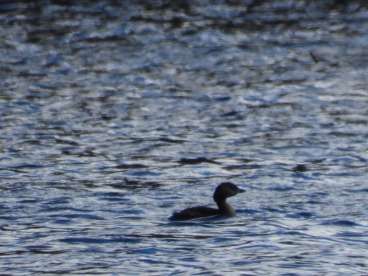 Pied-billed Grebe - ML616252171