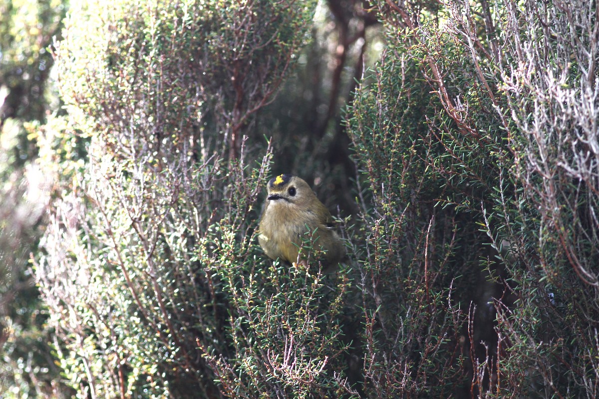 Goldcrest (Western Azores) - Carlos Pereira