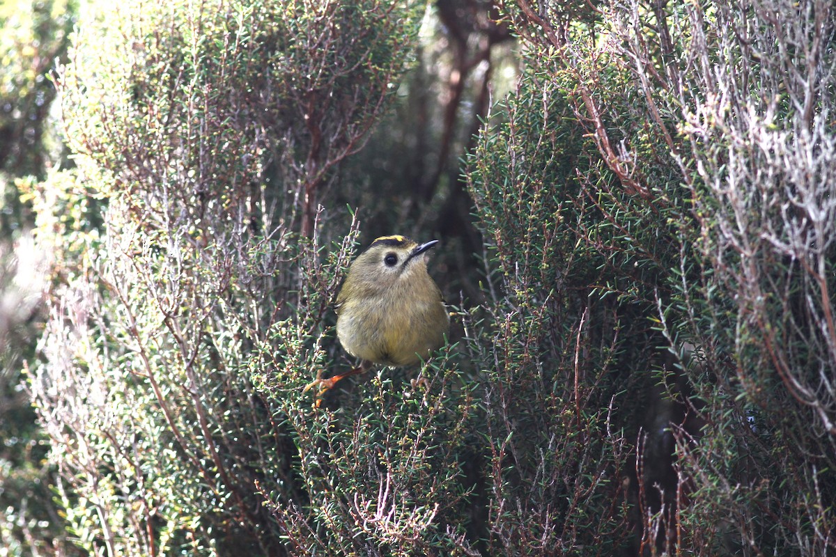 Goldcrest (Western Azores) - Carlos Pereira