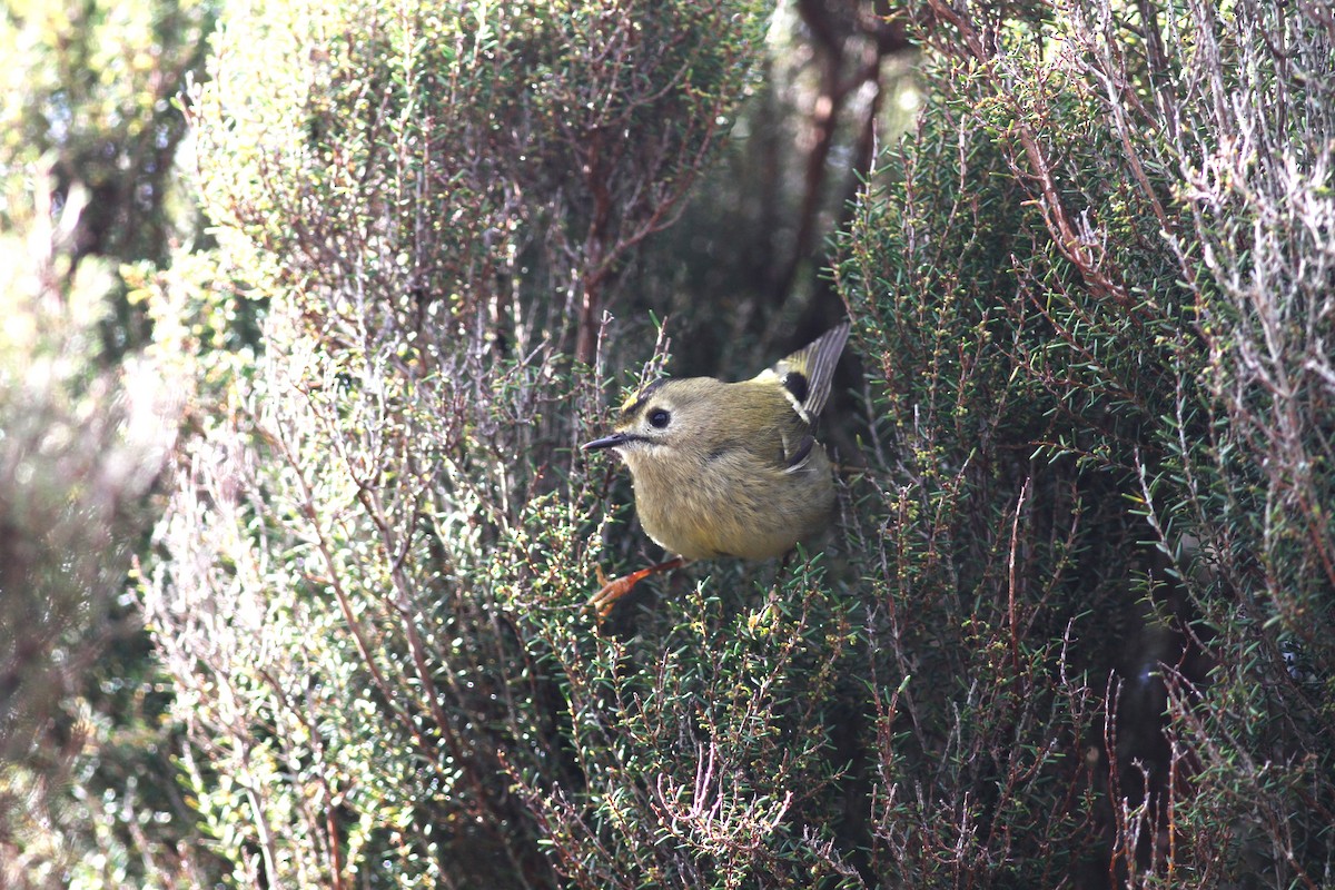 Goldcrest (Western Azores) - Carlos Pereira