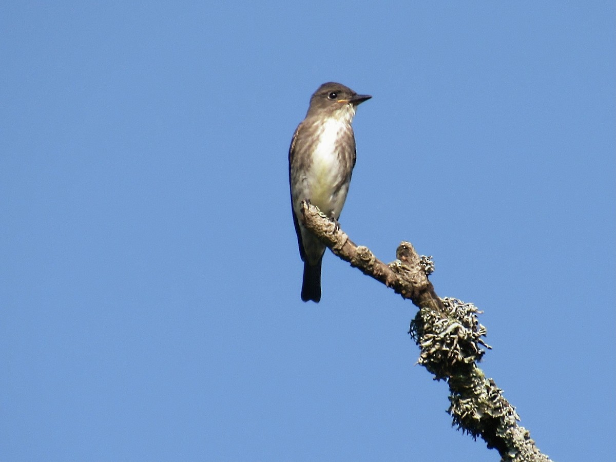 Olive-sided Flycatcher - David Ruíz Domínguez