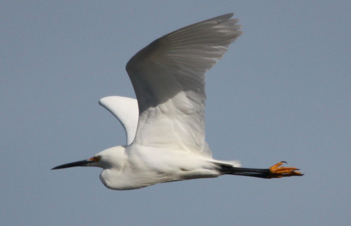 Snowy Egret - ML61625221