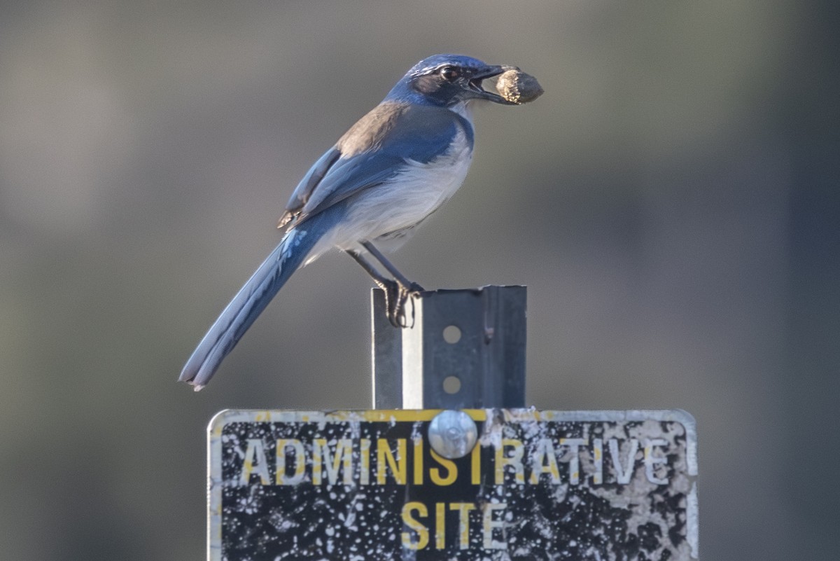 California Scrub-Jay - Van Pierszalowski