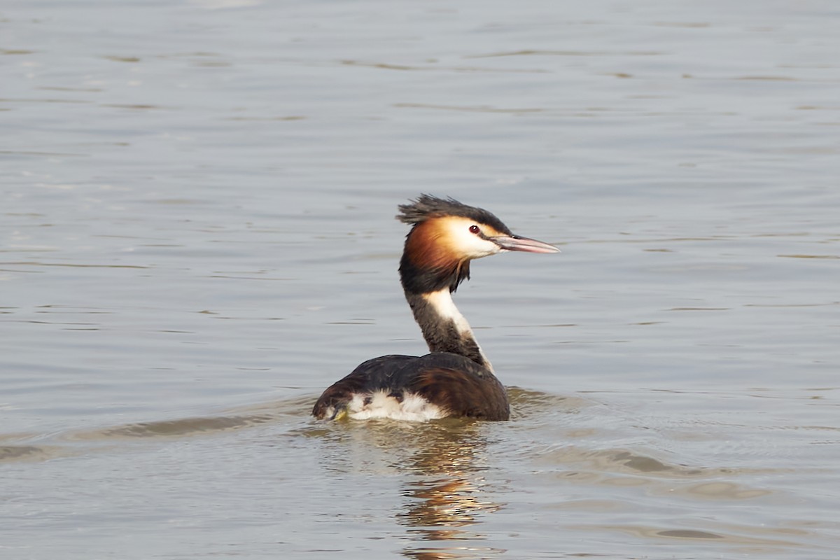 Great Crested Grebe - Luis Manso