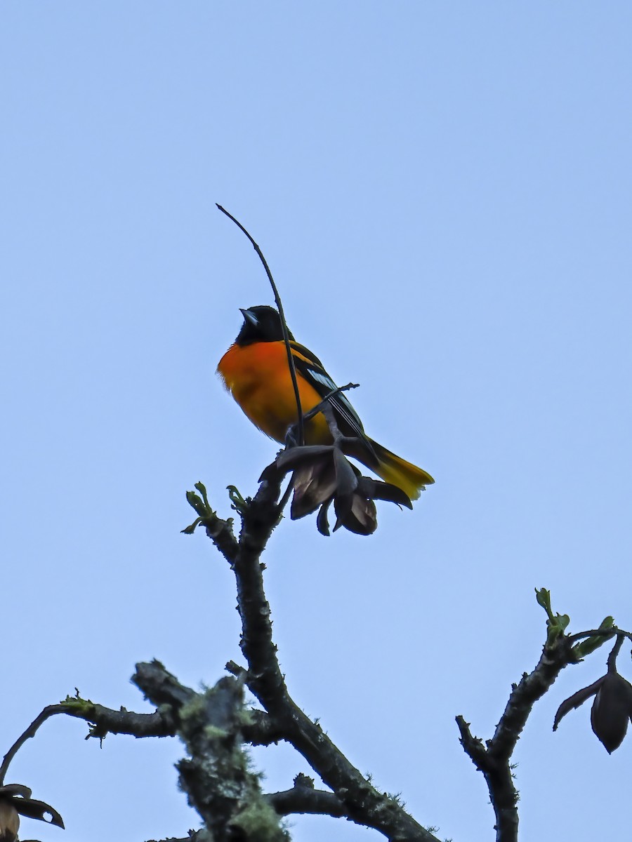 Baltimore Oriole - James M