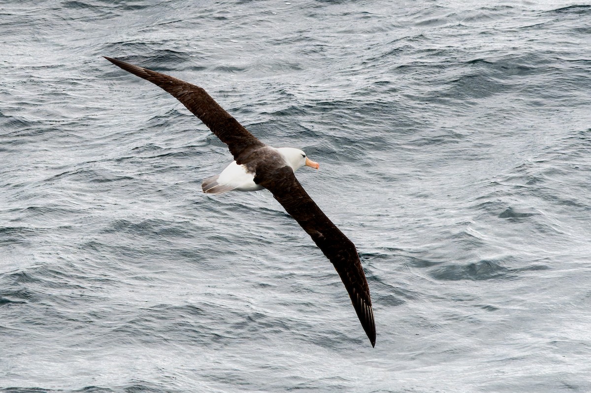 albatros černobrvý - ML616252429