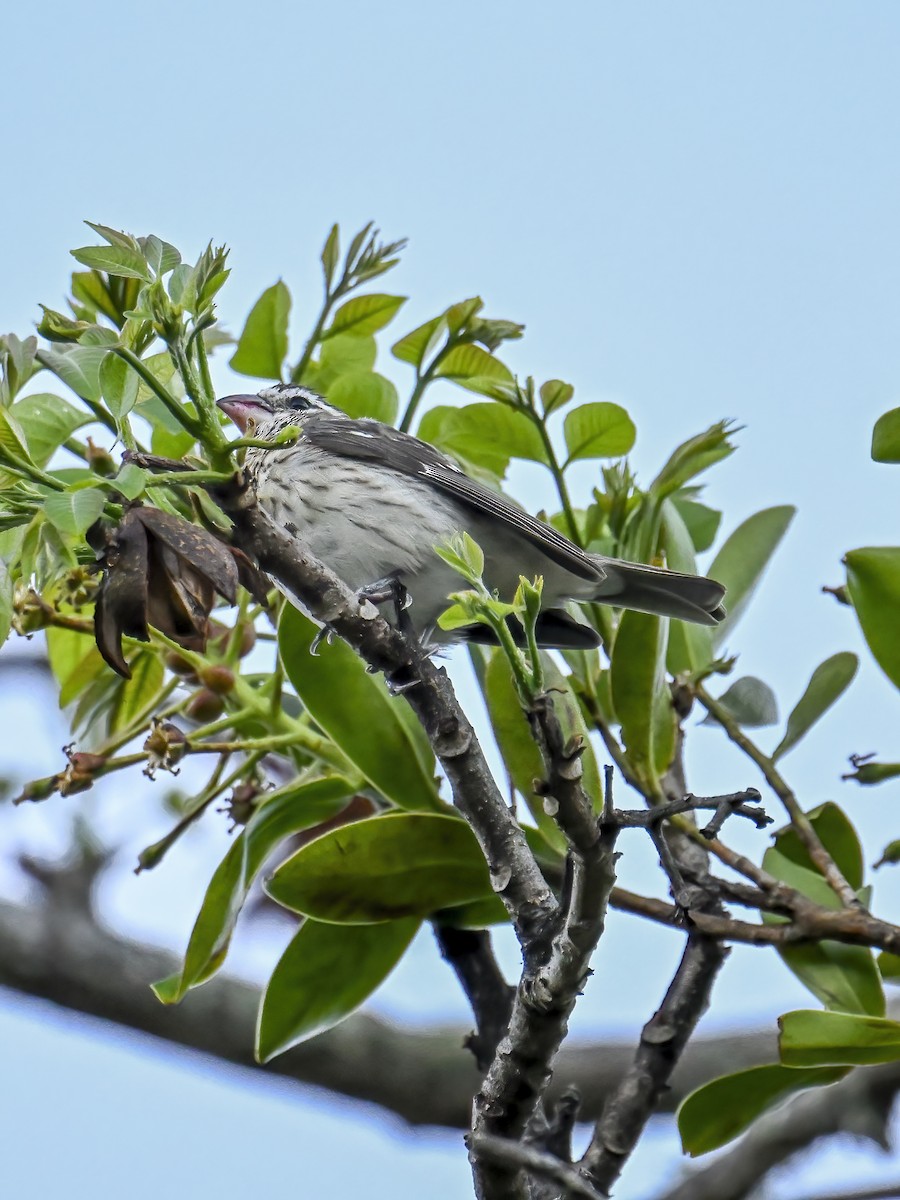 Rose-breasted Grosbeak - James M