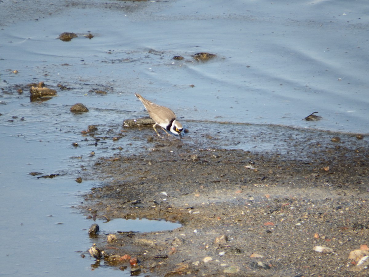 Little Ringed Plover - ML616252567