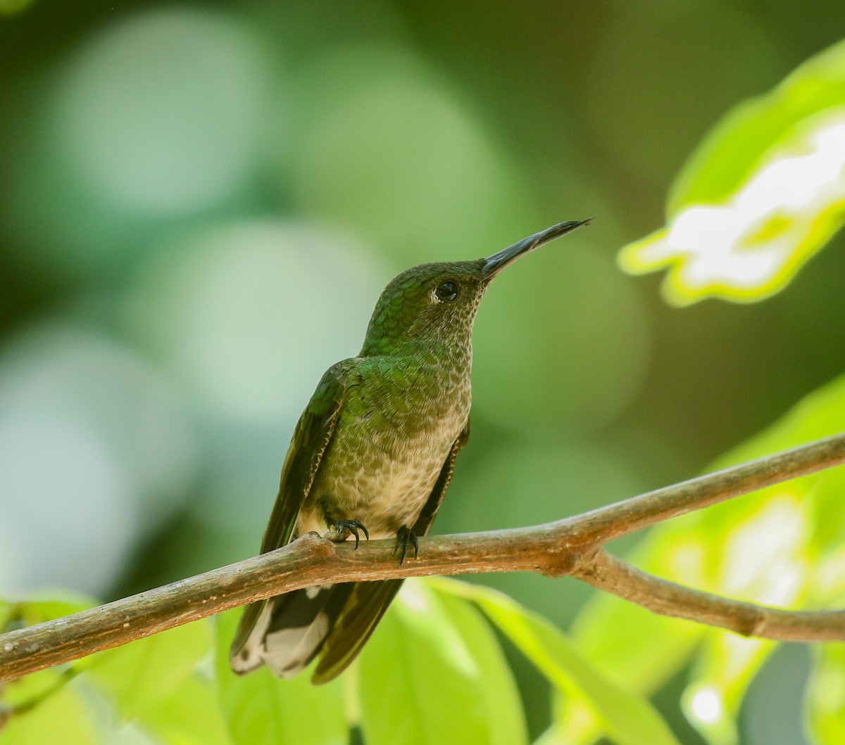 kolibřík skvrnitoprsý - ML616252576