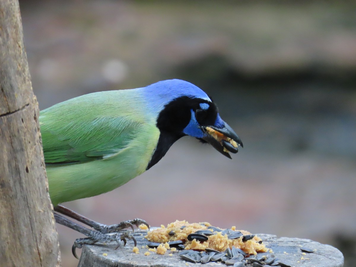 Green Jay - ML616252580