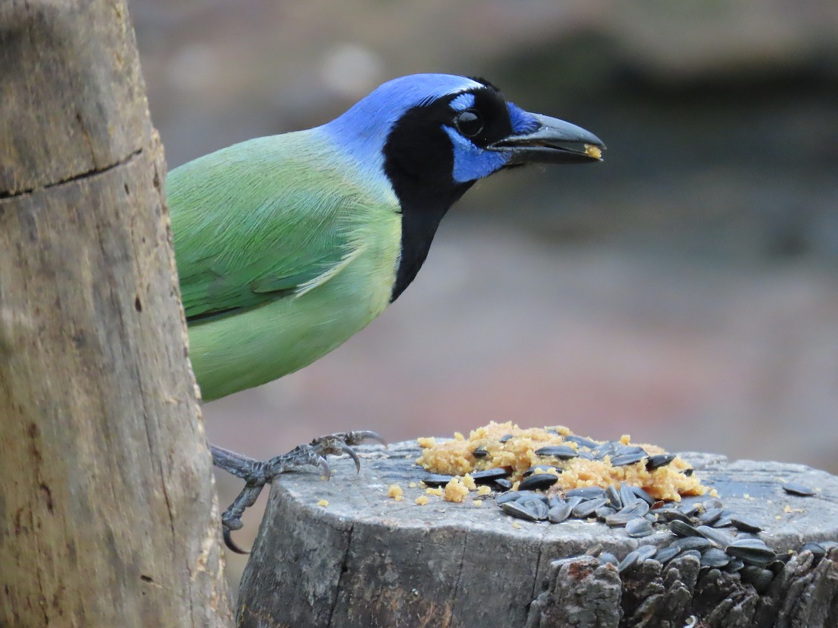 Green Jay - ML616252581