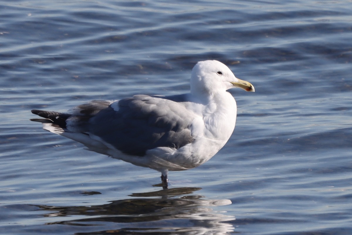 Hybride Goéland d'Audubon x G. à ailes grises - ML616252588