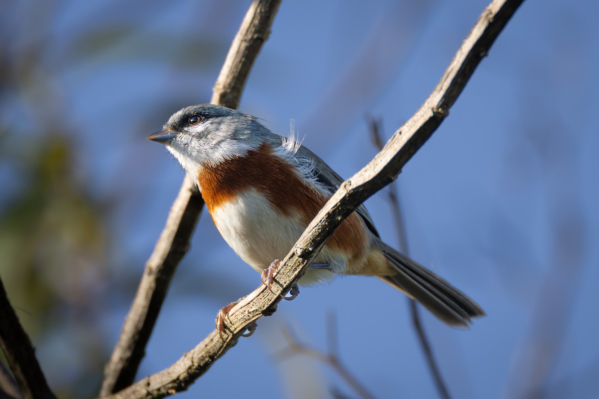 Bay-chested Warbling Finch - ML616252592