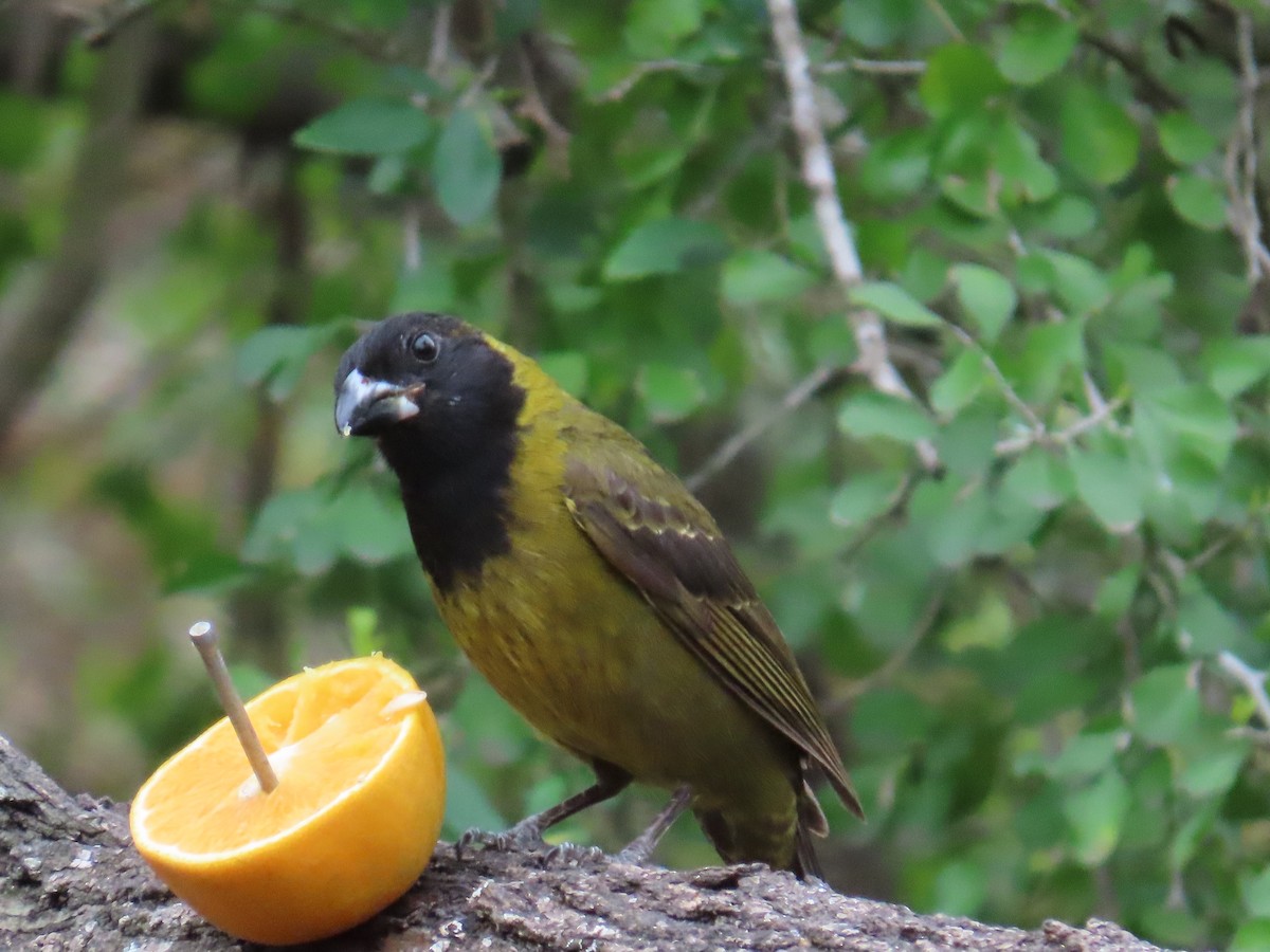 Crimson-collared Grosbeak - ML616252618