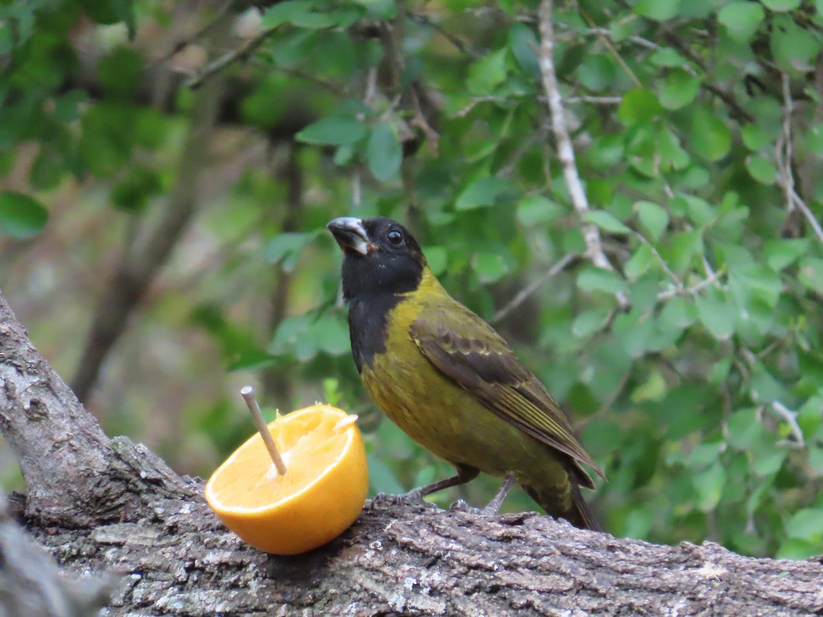 Crimson-collared Grosbeak - ML616252619