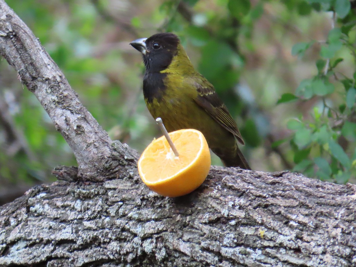 Crimson-collared Grosbeak - ML616252620