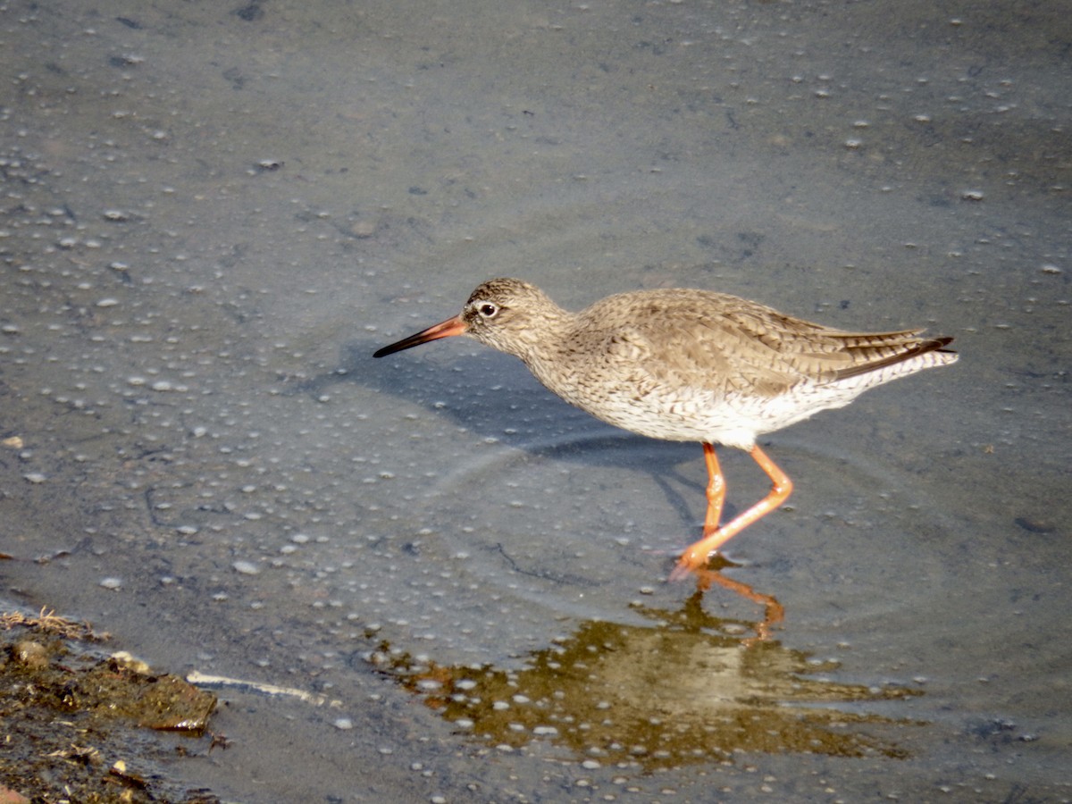 Common Redshank - Adrian Ruiz Álvarez