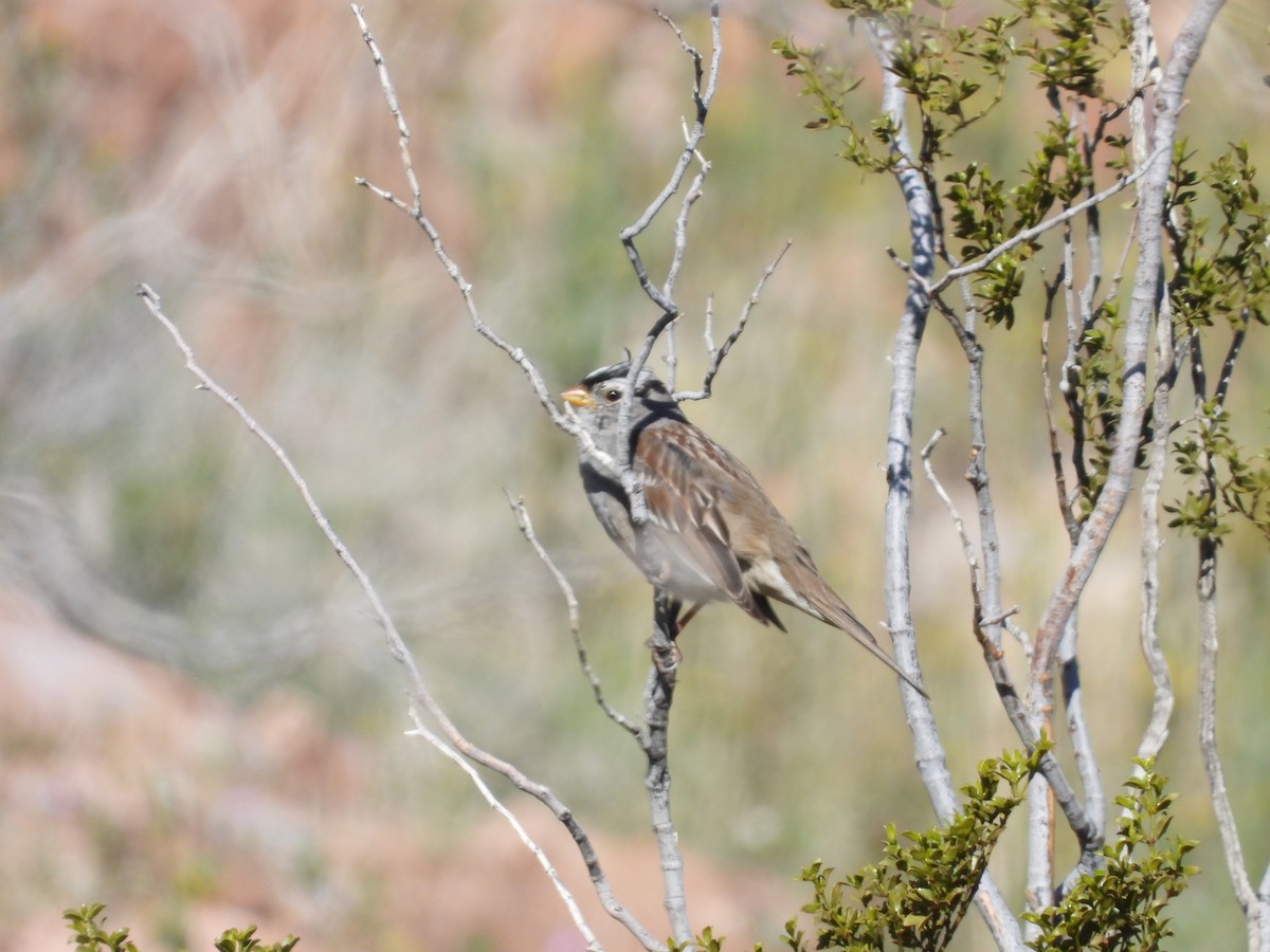 White-crowned Sparrow - ML616252637