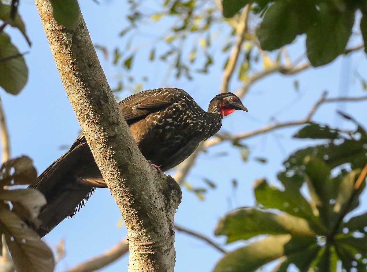 Crested Guan - ML616252642