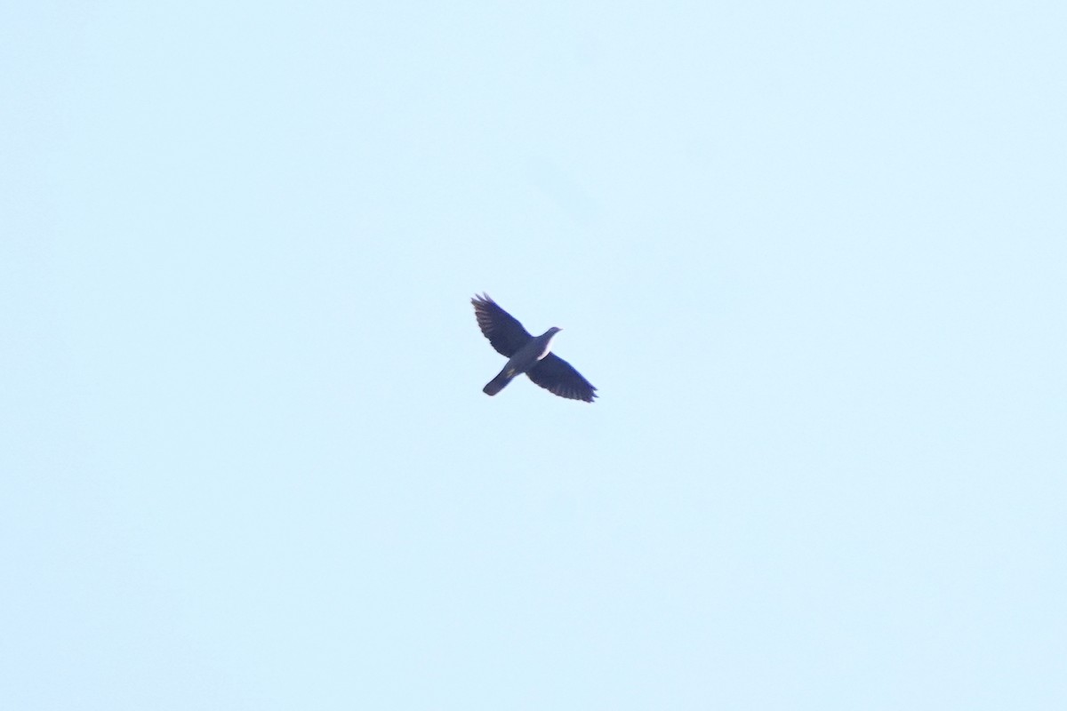 Band-tailed Pigeon - Luis Carlos García Mejía