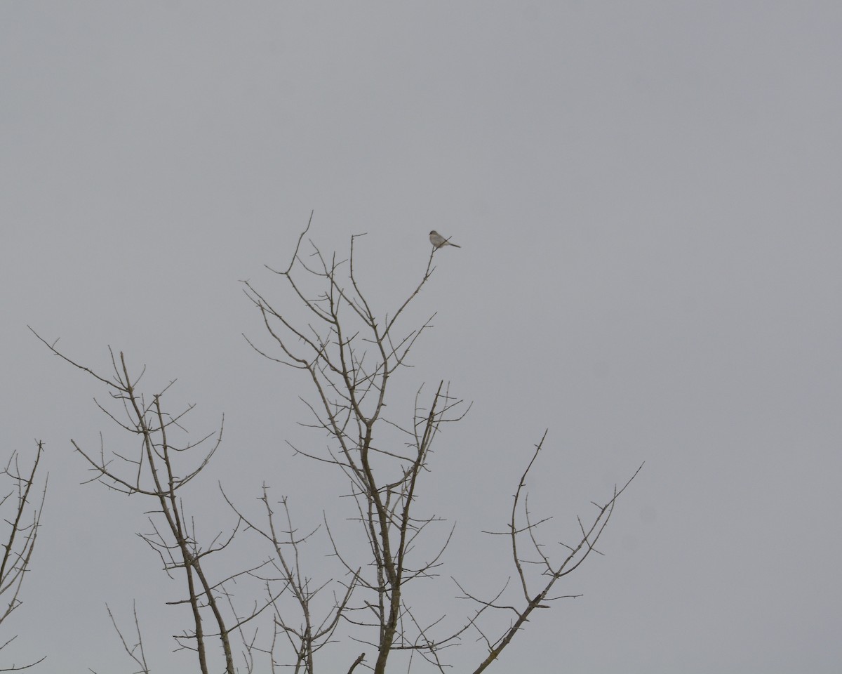 Northern Shrike - ML616252662