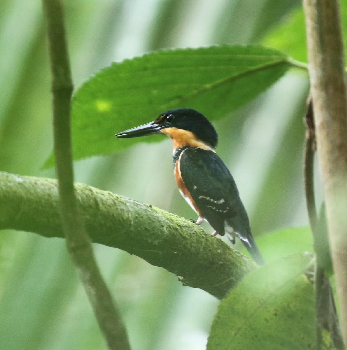 American Pygmy Kingfisher - ML616252664