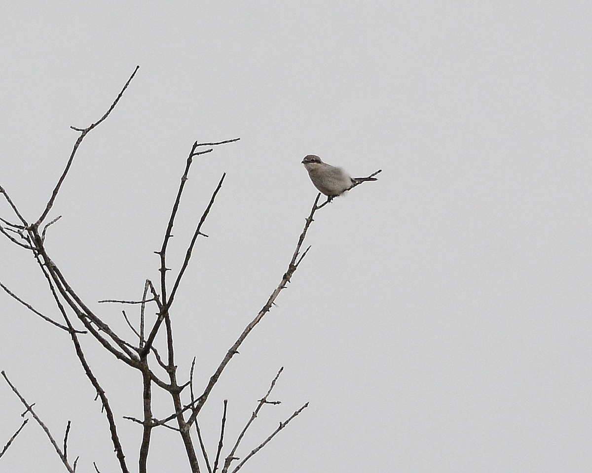 Northern Shrike - ML616252681