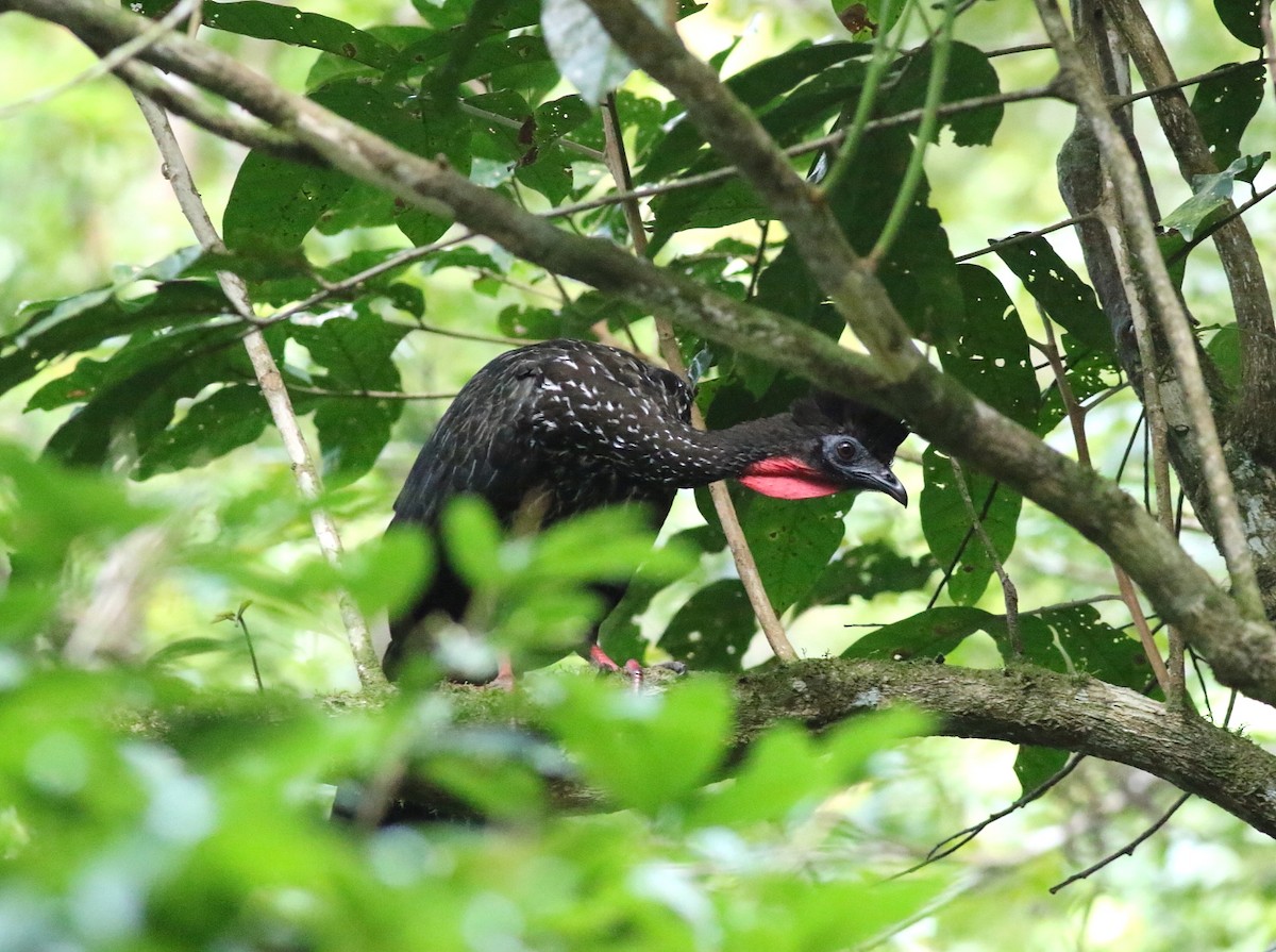 Crested Guan - ML616252698