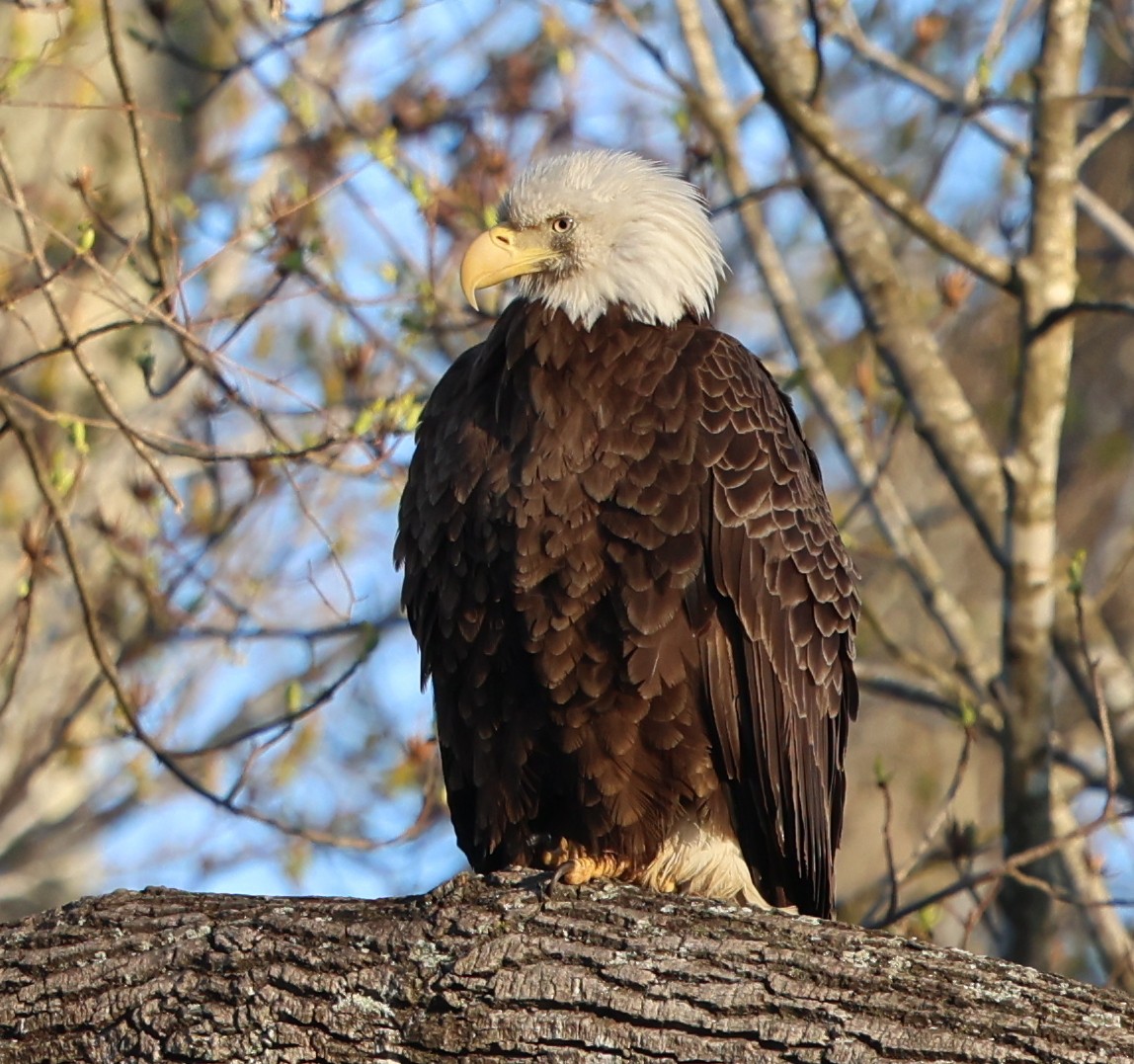 Bald Eagle - ML616252718