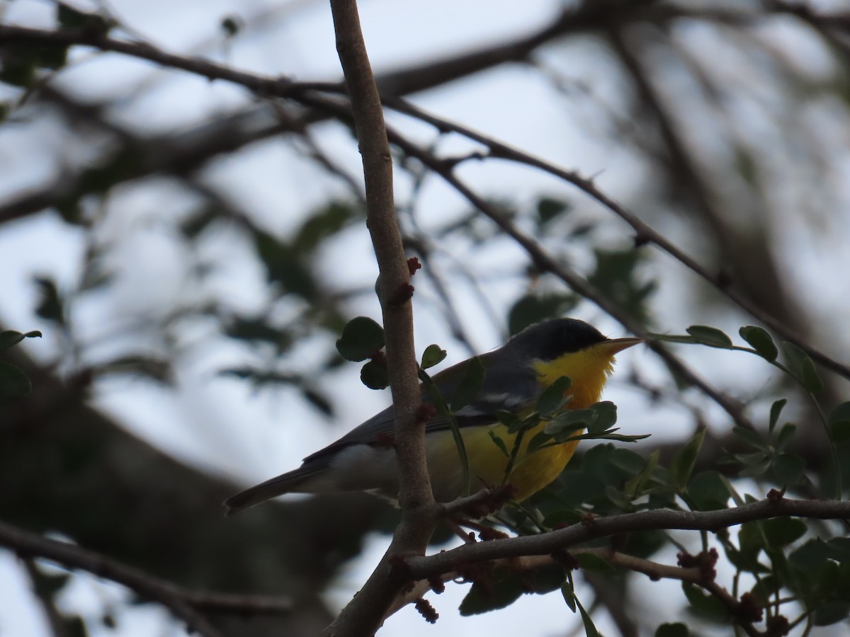 Tropical Parula - ML616252733