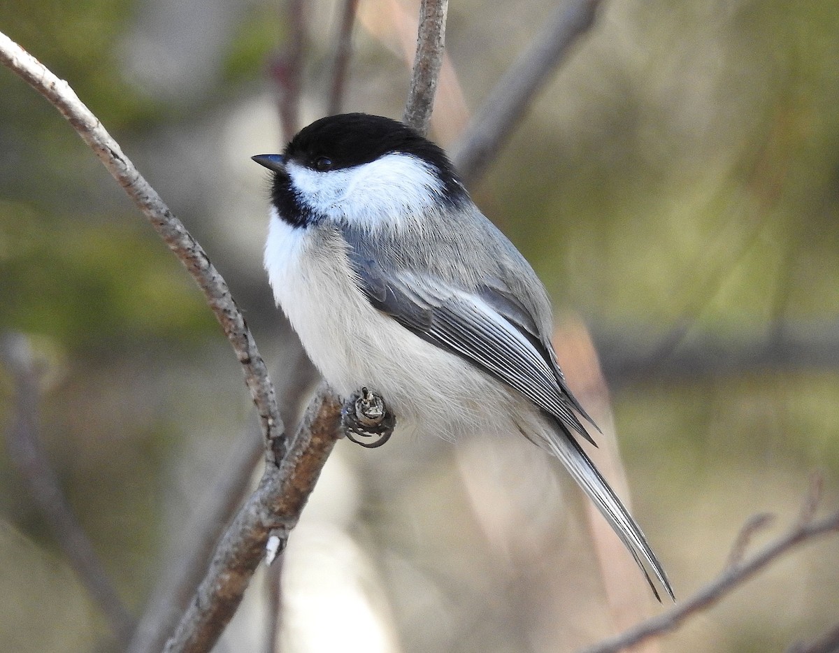 Black-capped Chickadee - ML616252734