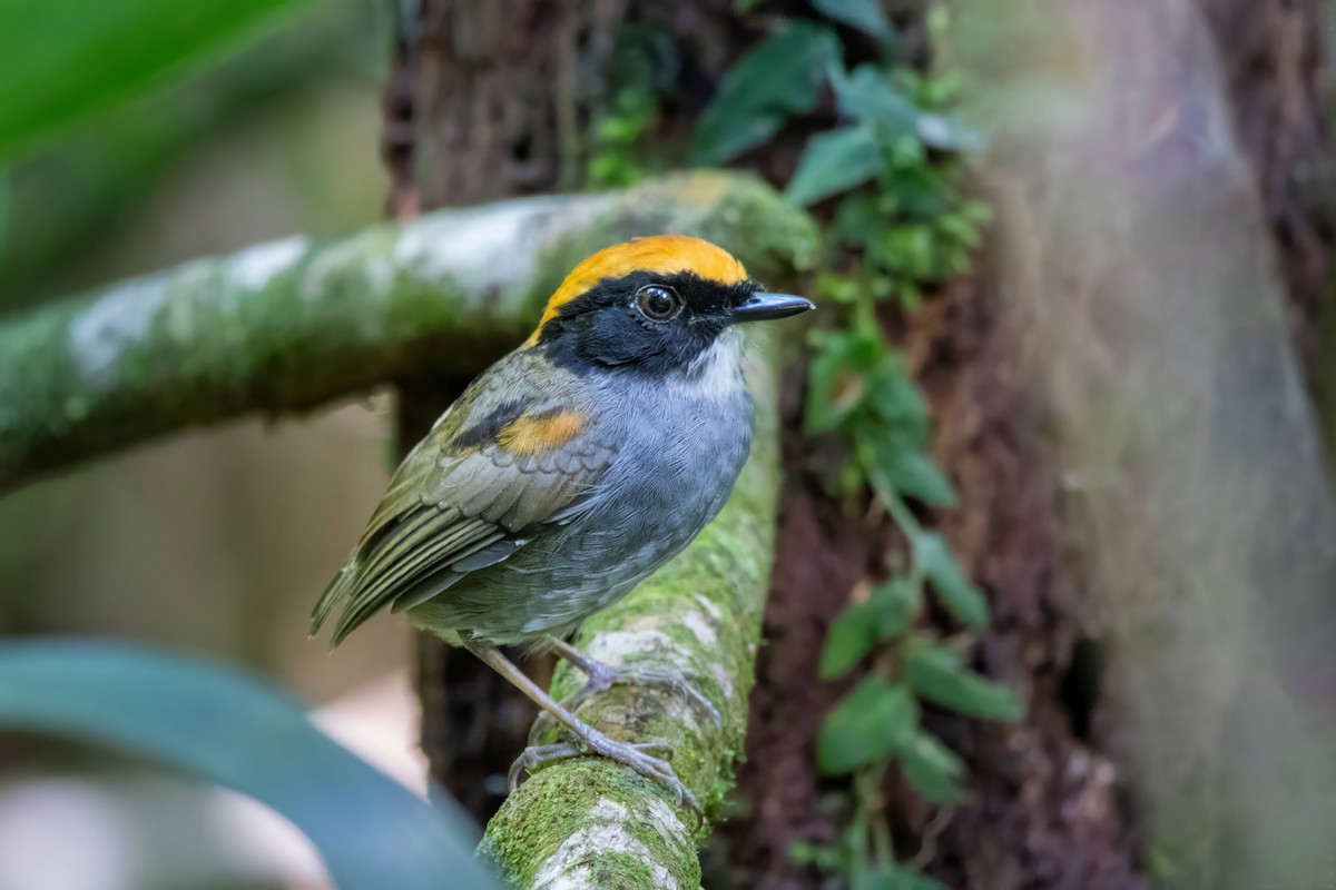 Black-cheeked Gnateater - ML616252751