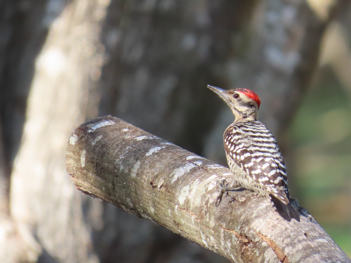 Ladder-backed Woodpecker - ML616252754