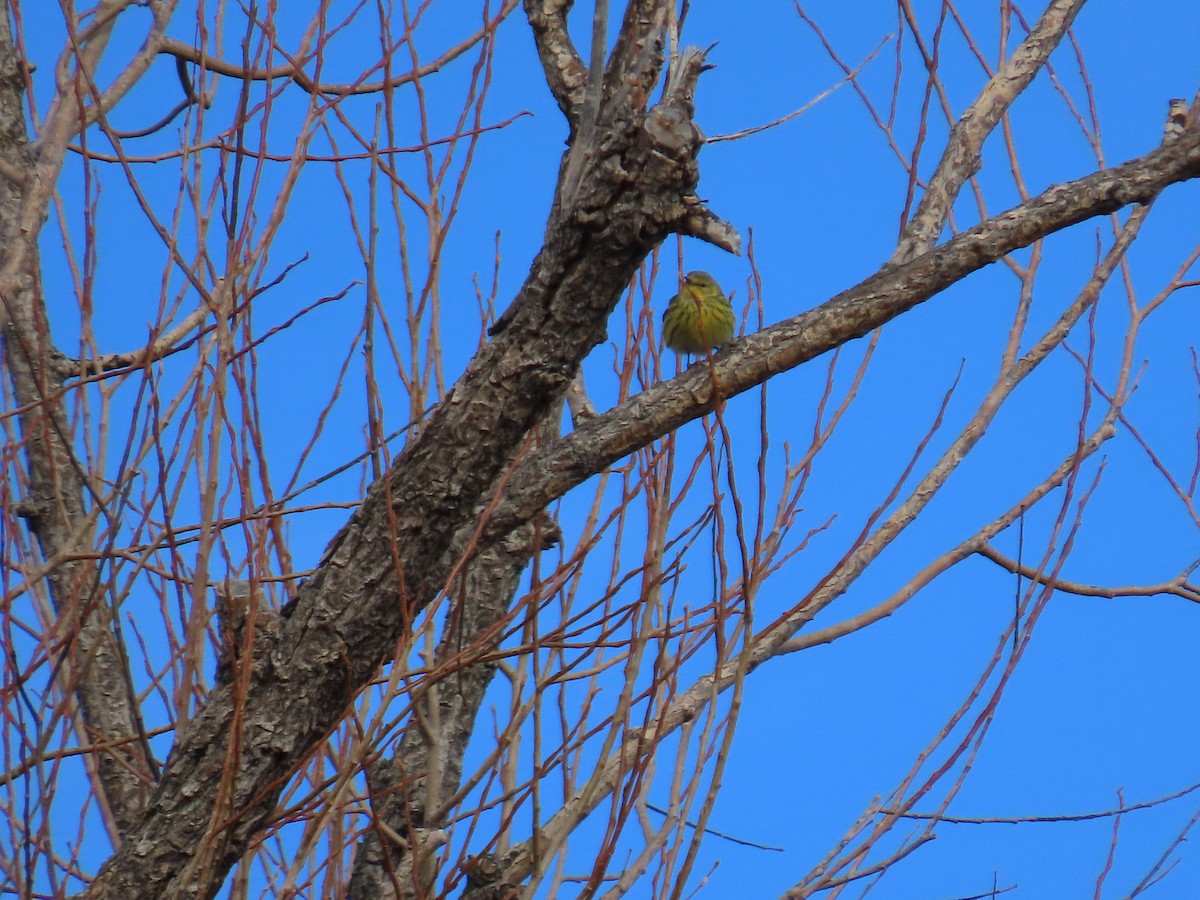 Cape May Warbler - ML616252767