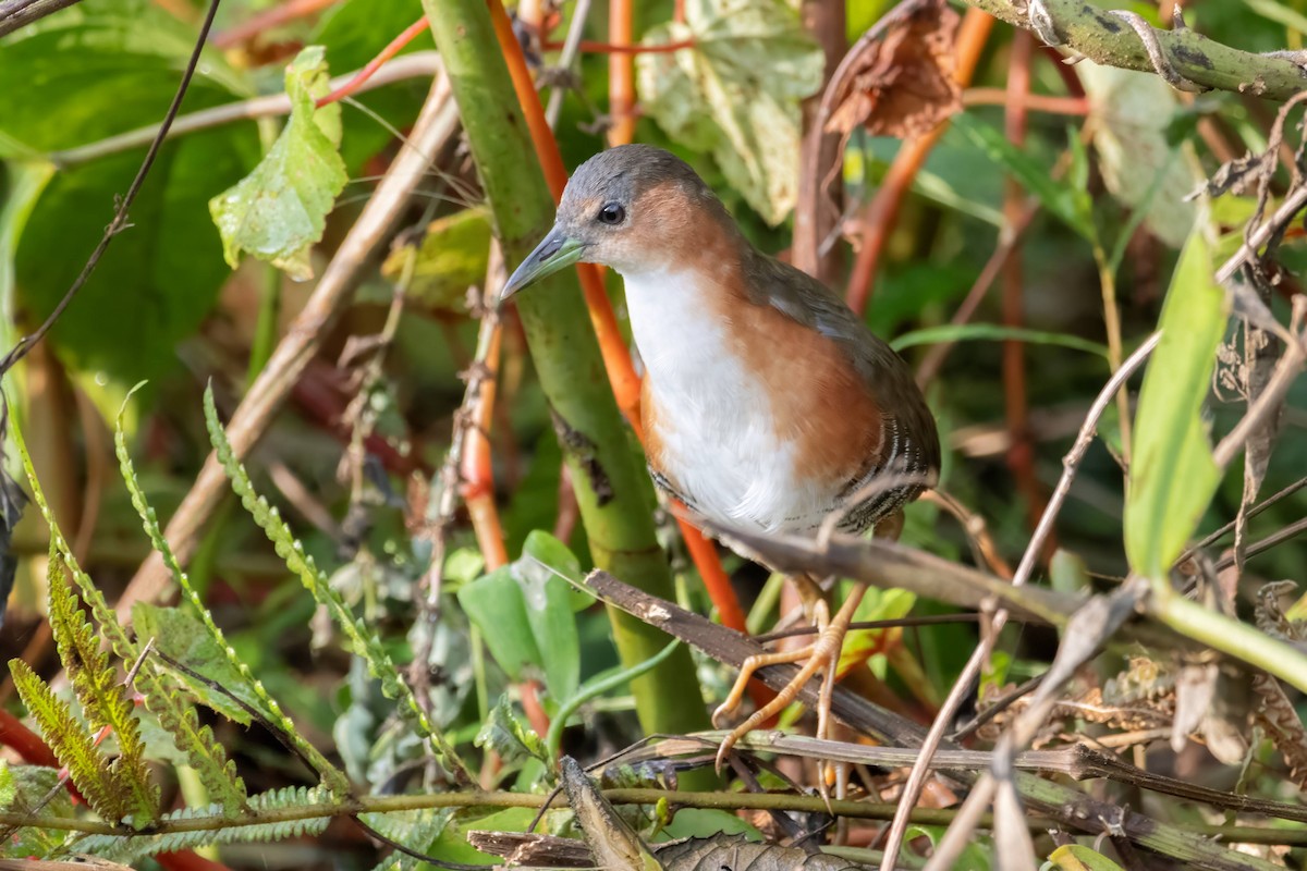 ノドジロコビトクイナ - ML616252781